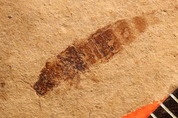 Media type: image;   Entomology PALE-1549